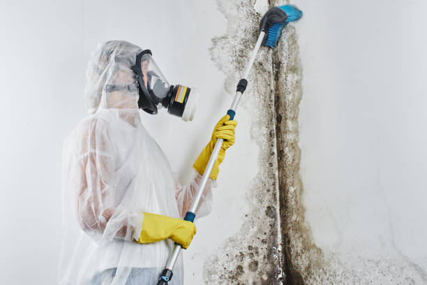 Mold Removal & Remediation